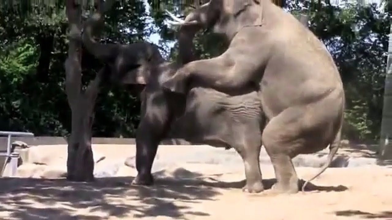 Видео Ебли Слонов