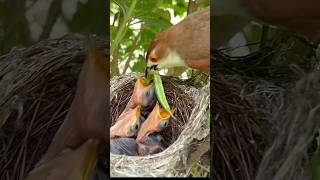 Mom Feeding A Big Insect For Two Hungry Chicks P2