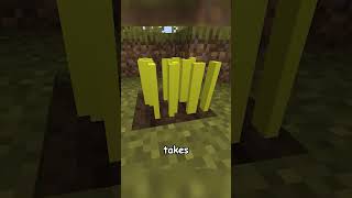 Minecrafts Chicken Mod