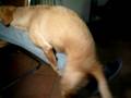 cane parlante dice "si di più" mentre copula