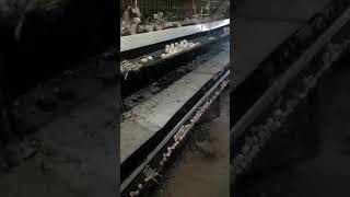 Bedana Biznesi Tuxumlaydigon Bedar