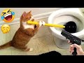Hilarious Cats and Dogs😹🐶Funniest Animals 2024🤣😁#9