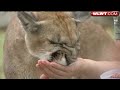 Zoo Opens New Cougar Exhibit