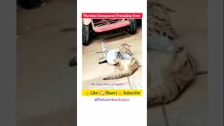 When A Cat Met A Pigeon And They Didnt Fight?