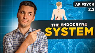 The Endocrine System Ap Psychology Unit 2 Topic 2