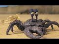Crab