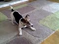 workington jack the dog