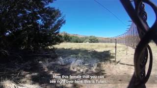 Meet our leopards at LIONSROCK | FOUR PAWS | www.four-paws.za