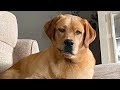 When Labrador dogs could be this funny! Funniest Dog Video
