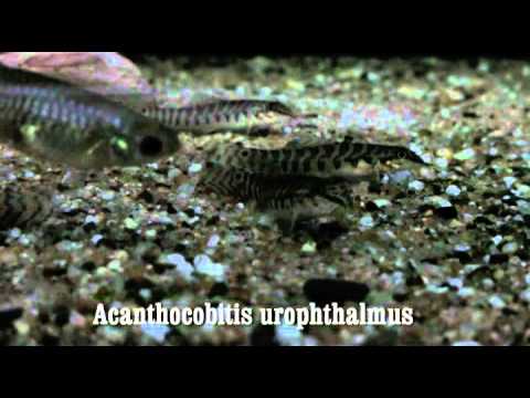 Header of Acanthocobitis urophthalmus