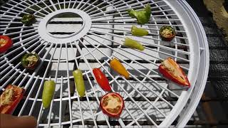 Preserving Food after SHTF: Sun Dried Peppers