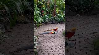 Золотые Фазаны. Оранжерея,Ванкувер,Канада. Golden Pheasants,Bloedel,Vancouver,Canada #Shorts #Canada