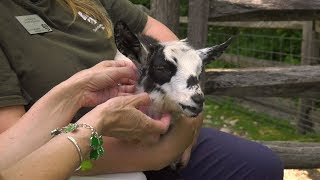 Lauren's Crazy Pet Show - Episode 6