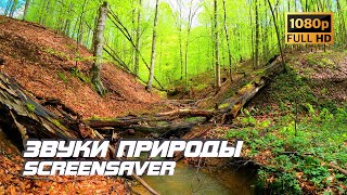 Живая Природа - Ручей | Звуки Природы | Звуки Ручья | Шум Воды | Релакс | Антистресс | Заставка Тв