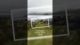 Ireland Snap - Sheep