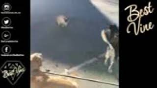Funny dogs