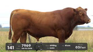 LOTE 141 - TOUROS ANGUS - LEILÃO SÃO BIBIANO 2021