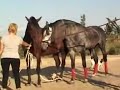 Atların ilginç çiftleşmesi (Amazing horse mating)