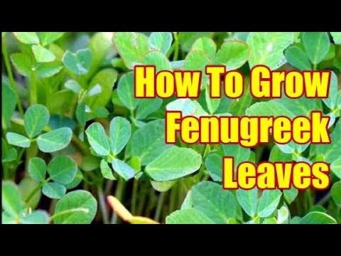 how to grow fenugreek YouTube