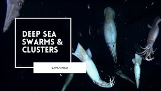 Discovering Deep Sea Swarms Safety In Numbers
