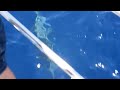 Delfines durante la travesa Formentera Calpe