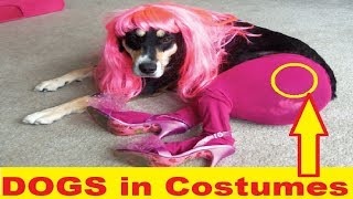 Funny DOGS in Costumes Vines Compilation 😂 Try Not To Laugh Challenge 😝