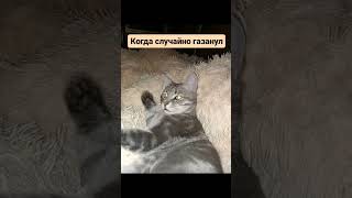 Ну С Кем Не Бывает #Shortscats #Tiktok #Ржачныевидео #Cat #Приколы #Юмор #Смех_До_Слез #Смех