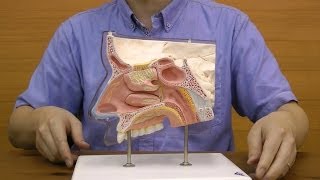 鼻腔と副鼻腔の構造，5分解モデル：動画