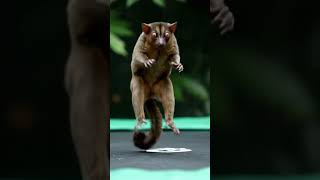 Tarsier Jumps On Trampoline
