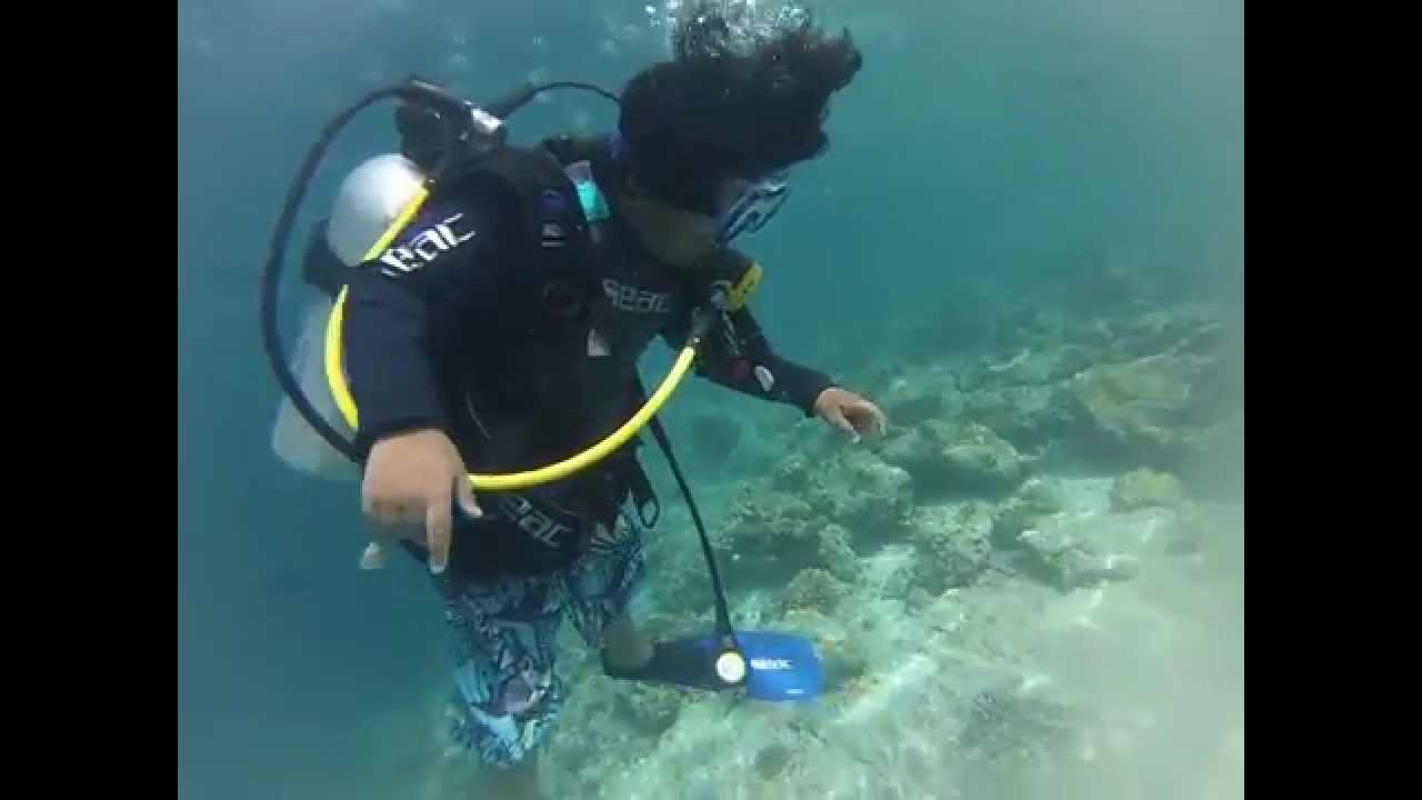 Maayafushi - Buceo en las Maldivas - Buceo en las Maldivas - Sumérgete las Maldivas Maayafushi - Buceo en las Maldivas - Buceo en las Maldivas - Sumérgete las Maldivas
