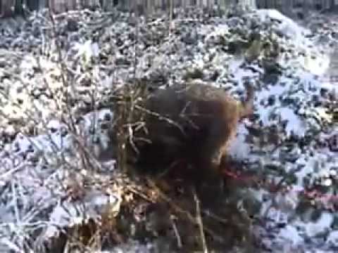 Allview P5 Quad Black