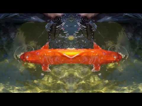 Bella's Aquatic Gardens "Catchin Koi"