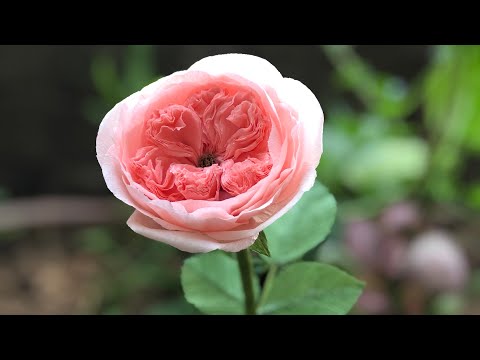 David Austin Rose Making Tutorial (Crepe Paper) | Cách Làm Hoa Hồng David | Rita Handmade