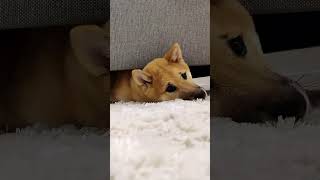 Funny And Cute Shiba Inu Puppy Playing Under The Bed