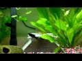 Beautiful Tadpole Tank