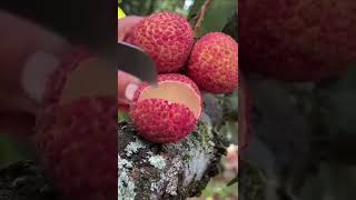 Wow Seedless Lechilechifruitcrazy Shorts