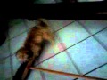 Chicco e la scopa