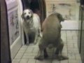 Video Divertenti Stranezze sesso animale