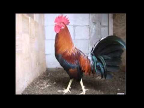 Gallos De Peleas De Vicente Fernndez | vicente fernandez pelea de gallos youtube Gallos De Peleas De Vicente Fernndez | vicente fernandez pelea de gallos youtube