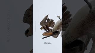 Peregrine Falcon Attacking A Pelican In Slow Motion And Super Slow Motion.