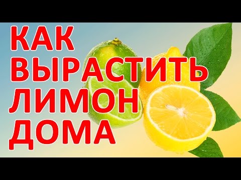 Как сажать финик домашних условиях Как сажать финик домашних условиях