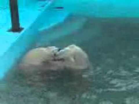 おびひろ動物園のホッキョクグマ のイコロとキロルの水中レスリング2