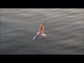 Amount, Schlepp Geist - Silverwings (Original Mix)