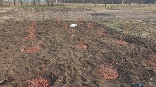 Видео Подготовка голубики к зиме. Стоит ли выращивать голубику. от Сергей Зубцов, Зубцов, Россия