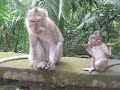 Sacred Monkey Forest in Bali