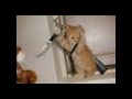 funny animal pictures