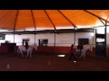 "Concerto for Mandolin and Orchestra In C Major Rv 425: Allegro" Video de Fan