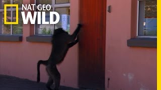 Bakery Raider Big Baboon House