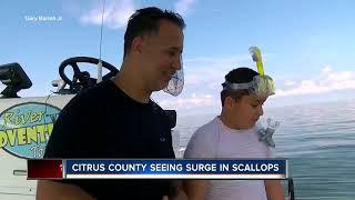 Scallops still abundant weeks into season in Citrus County