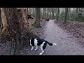 Walking The Dog | Heiloo